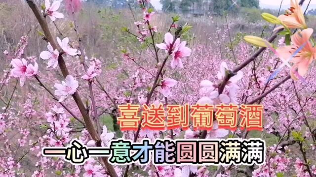 桃花盛开美景欣赏,桃花美丽迷人,出去走走心情非常的轻松愉快!