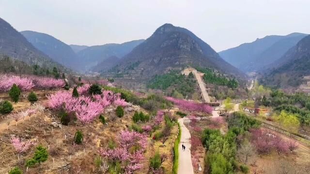 人少花多山连绵,武安古村的大山里藏着一个“梅花谷”!