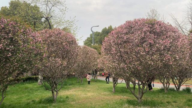 春天花开的季节,花儿随处可见,花香四溢,美不胜收.