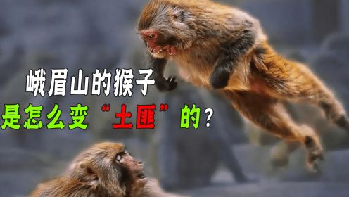峨眉山“人猴大战”频发，还常攻击游客？猴子是怎样变土匪的？