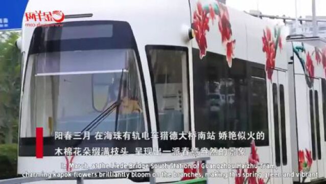 【中英双语】开往春天的广州红棉列车