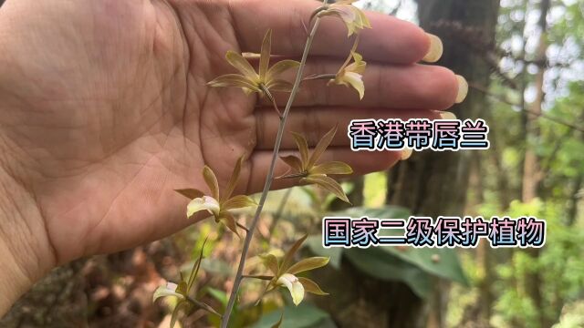 稀有植物“香港带唇兰”别名:香港安兰,国家二级保护植物