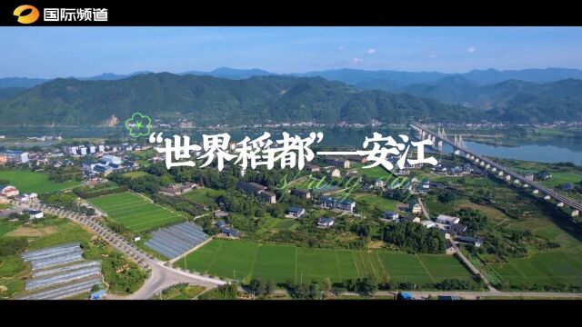 南风知我意 一起去旅行丨“世界稻都”焕新颜,安江打造旅游名片