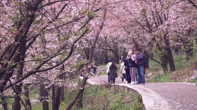 贵州平坝樱花园旅游 街拍路人小米11ultra