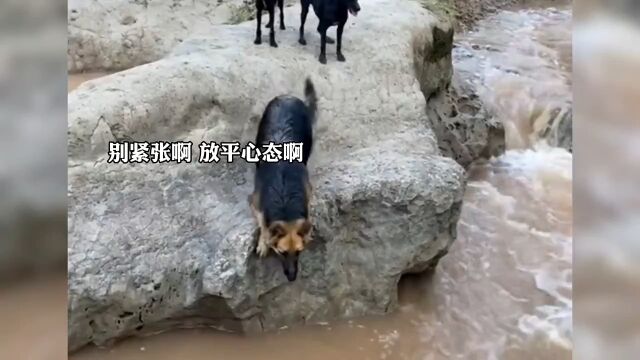 狗哥的搞笑日常