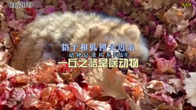 一丘之貉是什么动物?它和狐狸还是近亲?