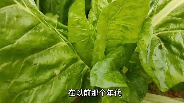 牛皮菜又叫猪食菜,这样做比海鲜还好吃,鲜香入味又下饭