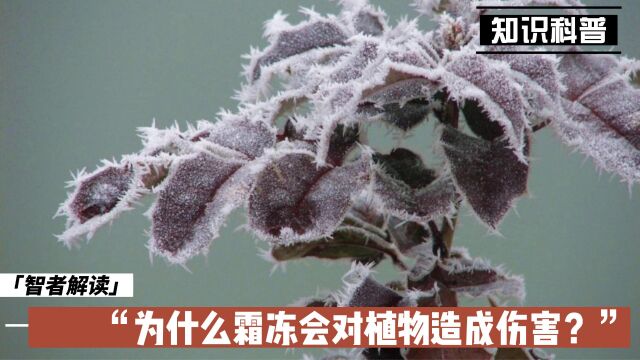 为什么霜冻会对植物造成伤害?