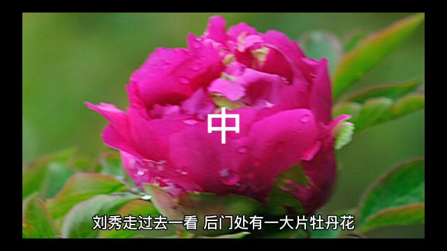 民间故事牡丹仙子