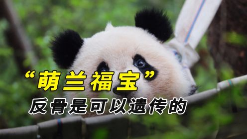 大熊猫的性别多难分辨？相亲对象秒变兄弟，浦浦：我太难了