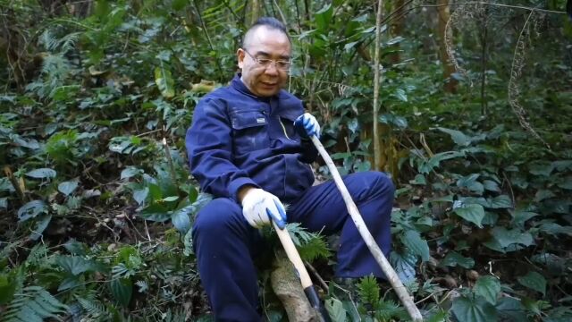 满山只有一株的过岗龙,植株高大威武,神奇植物背后又有哪些故事?大家一定要听听