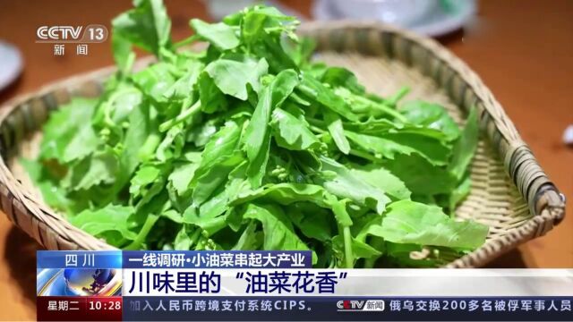 一线调研ⷮŠ小油菜串起大产业!四川:川味里的“油菜花香”