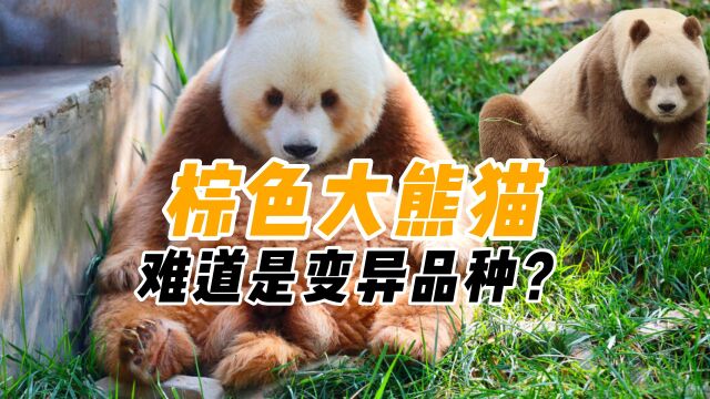 出生就被遗弃,14岁的棕色大熊猫七仔,为何至今没后代?