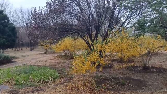 清明节沿路的风景