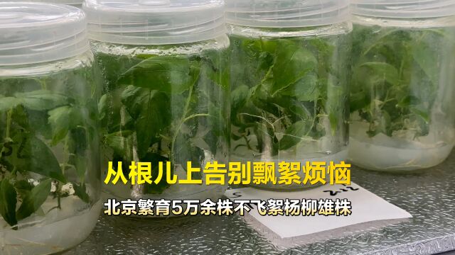 视频|多措治理飘絮问题,北京繁育不飞絮杨柳雄株5万余株