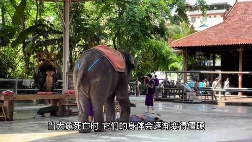 为什么大象死后还会保持站立姿势