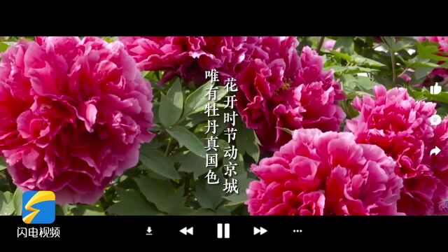 Learn about Heze peony by reading ancient poems