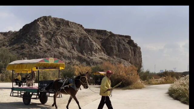 骡车,骆驼车,拖拉机,都坐一下,体会一把农村生活.