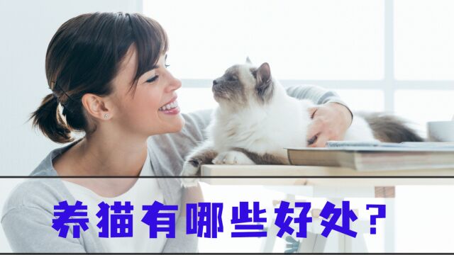 养猫的4大好处,别说你不知道!