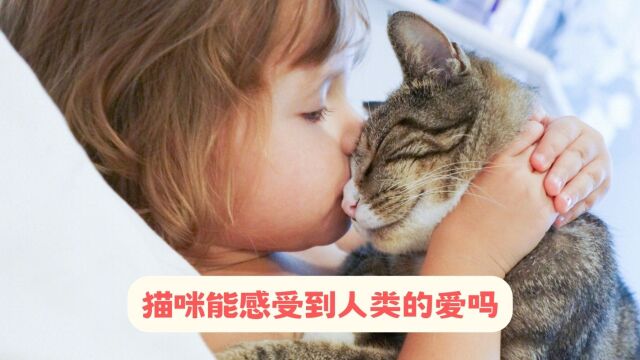 今日话题:猫咪能感受到人类的爱吗?