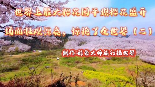 世界上最大樱花园平坝樱花盛开场面壮观漂亮！惊艳了全世界(二）