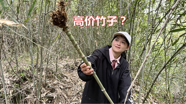 发现竹林里的“新商机”,变异的竹子卖到高价,看看您认识吗?