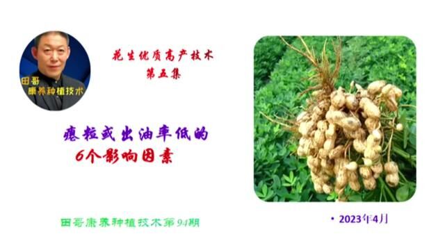 花生优质高产技术第6集:荚果期防止瘪粒并提高出油率#三农