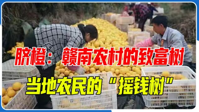 脐橙:赣南农村的致富树,当地农民的“摇钱树”