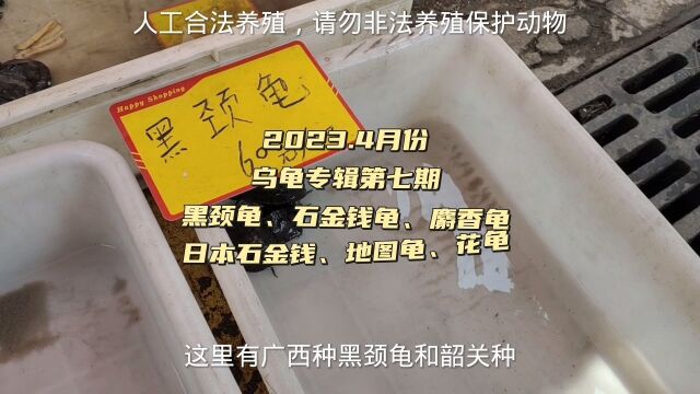 曾经2万一只的乌龟,现在跌成60一只,广东乌龟市场比网上便宜,南种石金钱龟到处都是,直接用来煲汤#黑颈龟