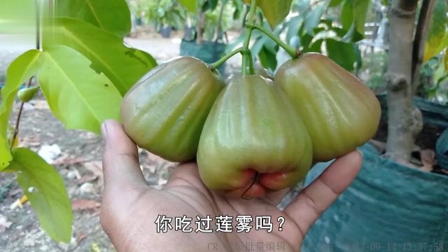 莲雾明明被称为“水果皇帝”,为何很少人爱吃?它真这么难吃吗?一莲雾水果科普知识创作人