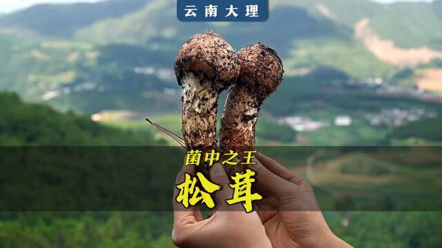 是一场与大自然的奇遇,只有尝过这迷人的馨香,才不负菌季.#松茸 #云南野生菌 #乡村守护是一场与大自然的奇遇,只有尝过这迷人的馨香,才不负菌季....