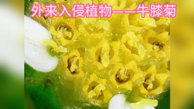 认识牛膝菊(儿童版)