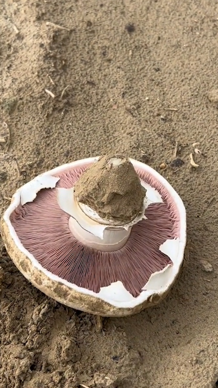 长见识!女子沙漠中徒手挖出超大"中国美味蘑菇"