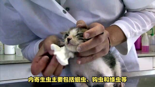 为小猫驱虫, 咨询兽医是关键!