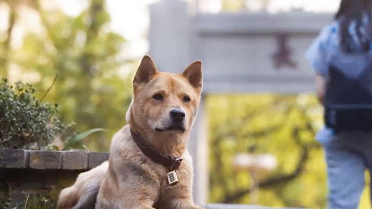 忠犬八公:无论是开心还是感动,八筒都有看到