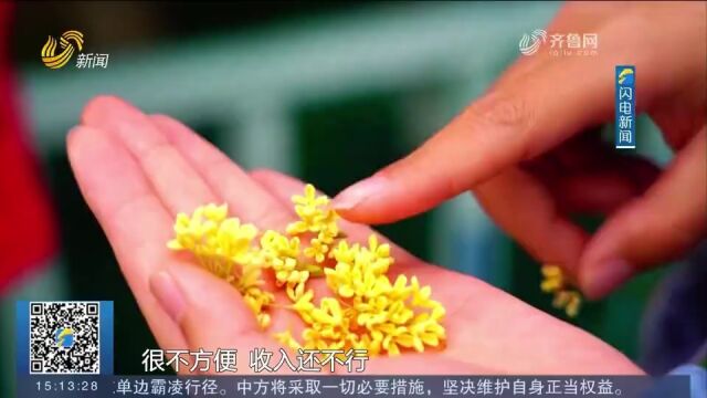 荣成“百年花村”桂飘香,金桂、丹桂、银桂竞相开放,花香扑鼻来