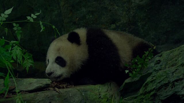 大熊猫(Giant Panda) 1