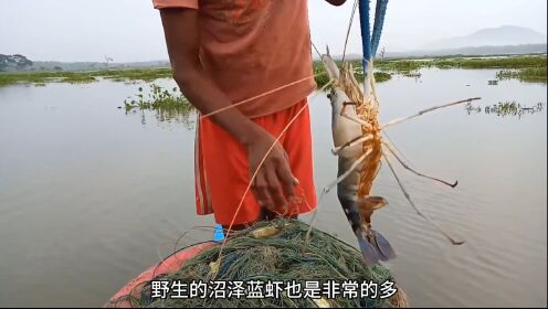 渔民利用渔网抓取河中野生沼泽蓝虾，每只都有半斤八两，收获满满