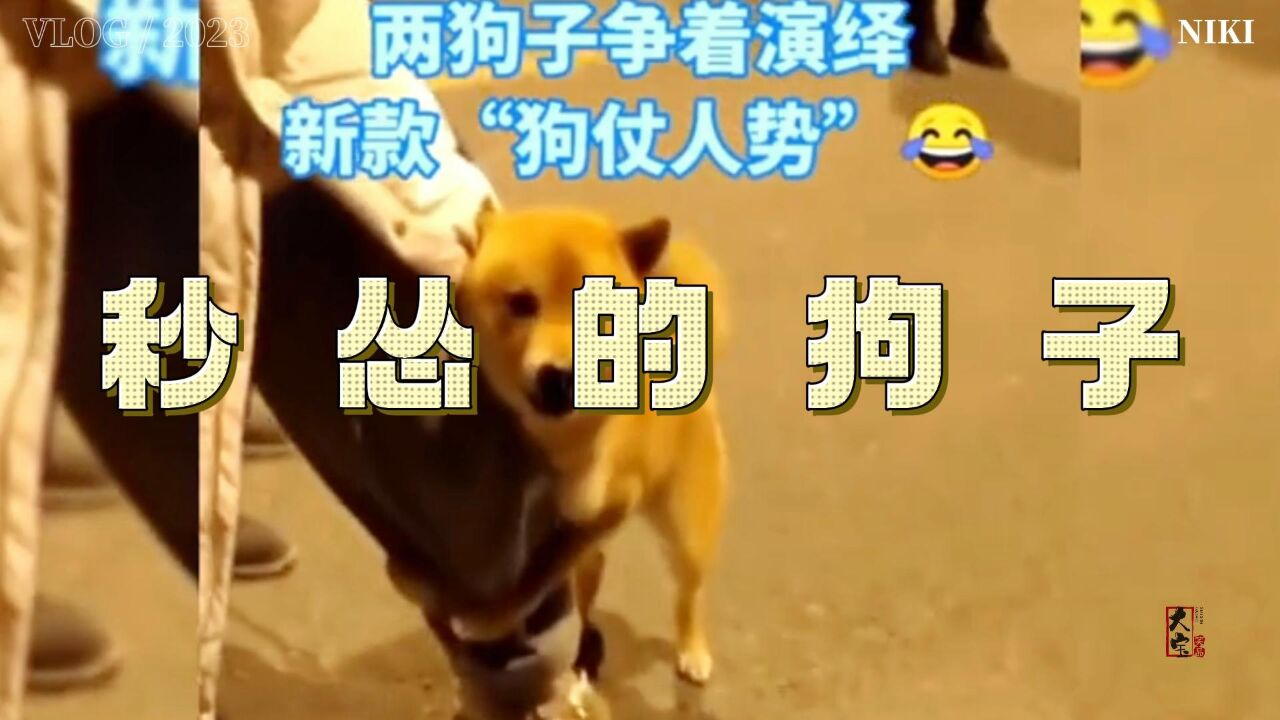 大型狗仗人势现场,主人一走秒怂