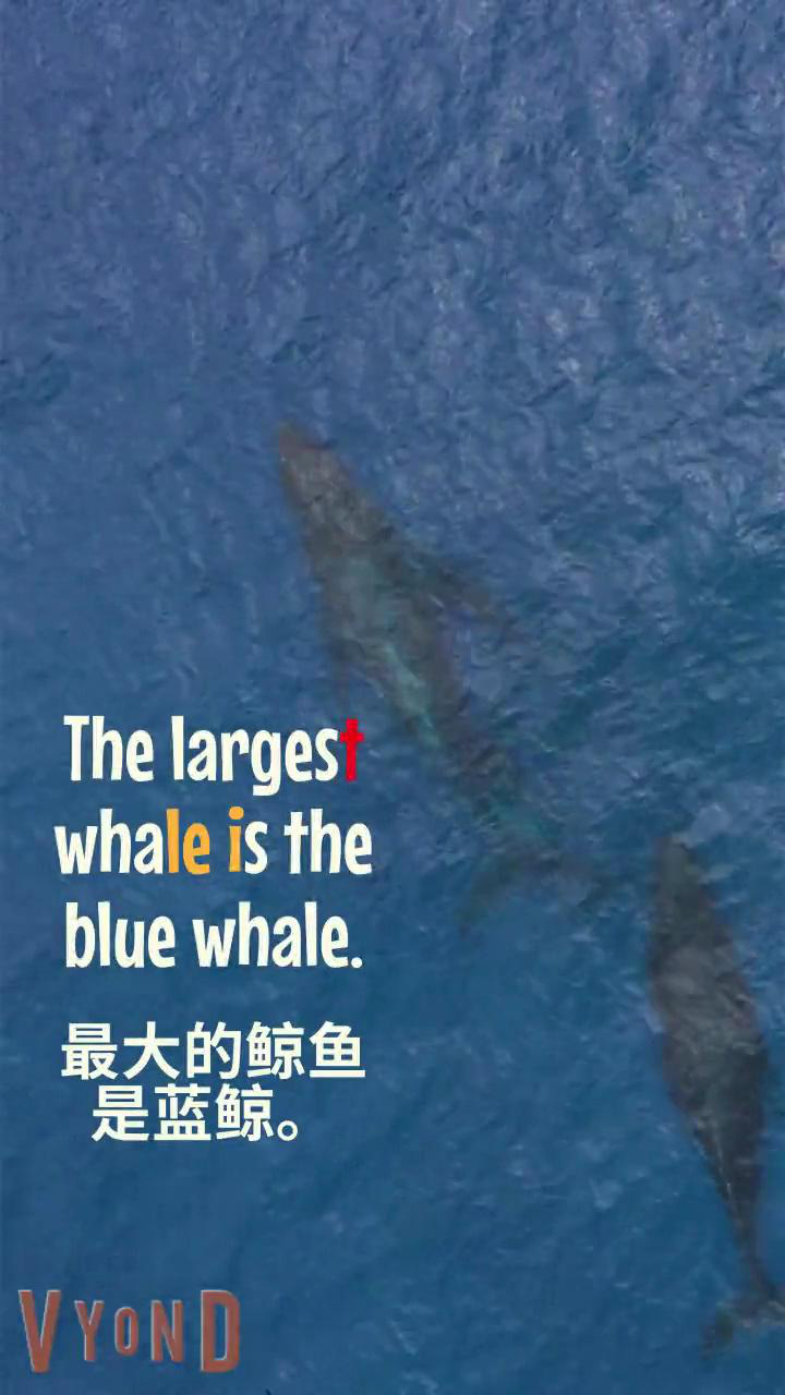 鲸鱼 | whale| 英语学习 | 英语口语