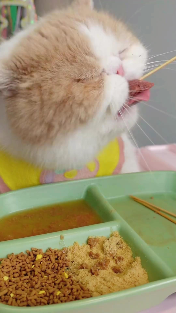 可以烧烤的猫咪品种(可以烧烤的肉类有哪些)