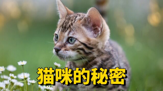 关于猫咪的秘密,养猫人才知道~