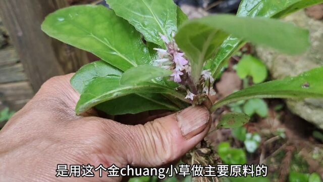 这种不起眼的小草,在古代是做金疮药的主要原料,你们认识吗