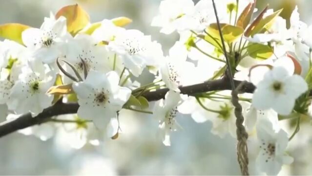 疏花机要击落花序,还不能伤害树枝,实际现场测试