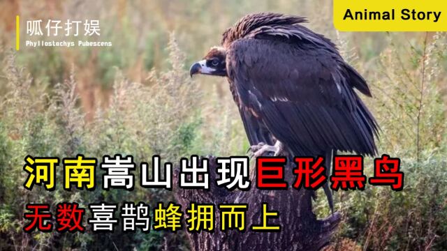 河南嵩山出现巨形黑鸟,无数喜鹊蜂拥而上,专家:在执行特殊任务