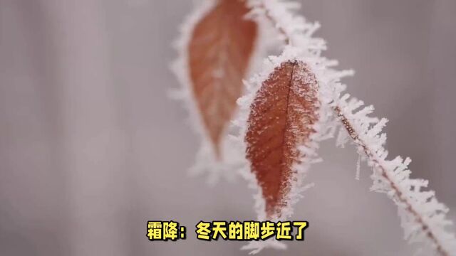 霜降:冬天的脚步近了