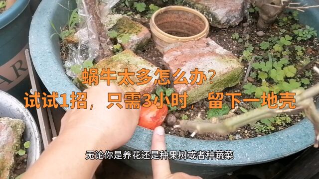 蜗牛太多怎么办?试试1招,只需3小时,留下一地壳