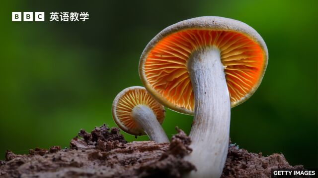 BBC随身英语:The magic of fungi 真菌的神奇之处