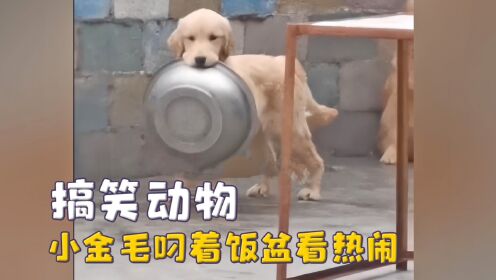 显眼包不分物种,小金毛叼着饭盆看热闹,白鲸专挑小孩吓唬_综艺_高清完整版视频在线观看_腾讯视频
