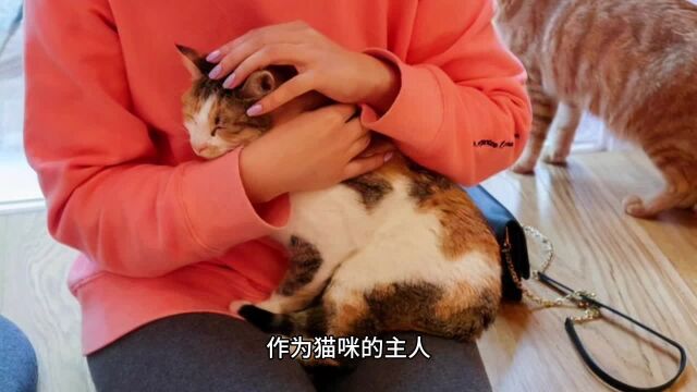 这些动作是猫咪爱你的五种表现